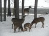 DSCN4652.jpg