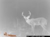 Buck 1.jpg