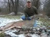 clays deer 003.jpg