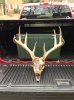 Dumfries Deer.jpg
