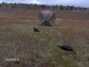 blind in field.jpg