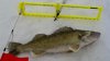 Walleye.jpg