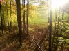 Field.jpg