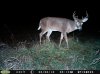 Buck (2).jpg