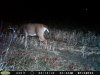 Buck (4).jpg