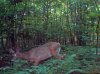 trail cam july 002.jpg