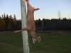 buck 09 009.jpg