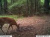 deer.jpg