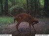 deer 2.jpg