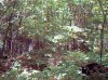 trail cam 1 001.jpg