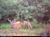 Cuddebacks 023.jpg