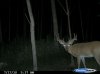 2010 deer 143.jpg