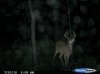 2010 deer 270.jpg