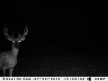 JULY TRAIL CAM PICS 109.jpg