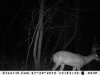 JULY TRAIL CAM PICS 162.jpg