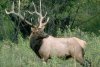 elk.jpg