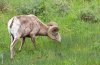 bighorn.jpg