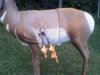 antelope_3D.jpg