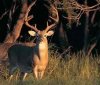 Whitetail10_57215922.118133546.jpg