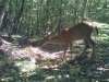 trail cam 1 august 040.jpg