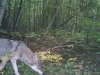 trail cam 1 august 020.jpg