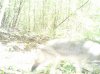 trail cam 1 august 010.jpg