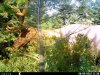elktrigger.jpg