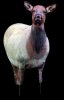 elkdecoy.jpg