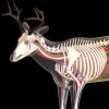 Deer Anatomy 2.jpg