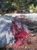 Bloodtrail_Corey_Idaho2.jpg