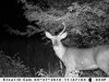 trail cam august 30 -2010 013.jpg