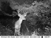 trail cam august 30 -2010 025.jpg