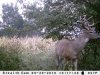 trail cam august 30 -2010 061.jpg