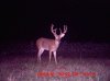 deer pics september 2 115.jpg