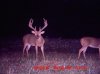 deer pics september 2 014.jpg