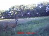 Schmitt trail cam 1 011.jpg