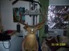 deer stand 010.jpg
