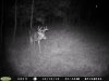 buck 9-16-10 EH.jpg