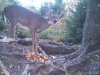 trail cam#3 end of september 008.jpg