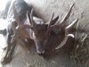 2010 buck 4.jpg