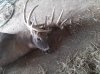 2010 buck 5.jpg