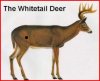 whereihitdeer3.JPG