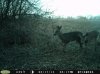 Doe (45).jpg