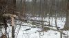 hinged trees.jpg