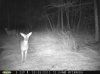 Doe (59).jpg