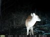 Doe (62).jpg