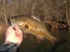 Rickie fish 1.jpg