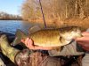 Monocacy fish 2.jpg