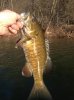 monocacy fish 3.jpg