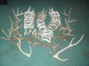 shed antlers from 2013 homer martin 001.jpg